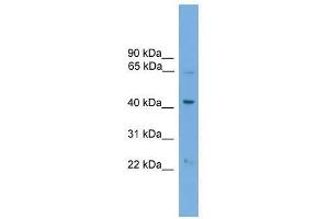 PODXL2 antibody used at 0. (PODXL2 antibody  (N-Term))