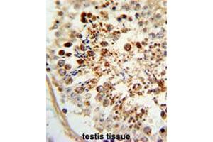 Formalin-fixed and paraffin-embedded human testis tissue reacted with COX6A1 Antibody (Center), which was peroxidase-conjugated to the secondary antibody, followed by DAB staining. (Complex IV Subunit VIaL (AA 57-86), (Middle Region) antibody)