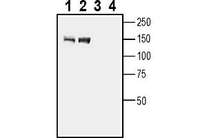 Western blot analysis of mouse brain lysate (lanes 1 and 3) and rat brain lysate (lanes 2 and 4):1-2.