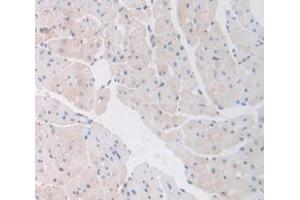 IHC-P analysis of Mouse Tissue, with DAB staining.