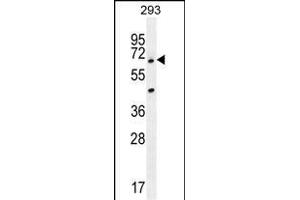 ANKRD34B Antibody (C-term) (ABIN655456 and ABIN2844983) western blot analysis in 293 cell line lysates (35 μg/lane). (ANKRD34B antibody  (C-Term))