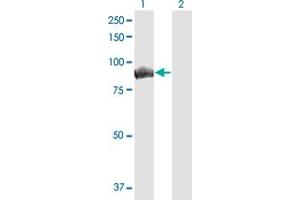 Western Blot analysis of MALT1 expression in transfected 293T cell line by MALT1 monoclonal antibody (M01), clone 1E12. (MALT1 antibody  (AA 1-813))