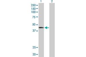 Western Blot analysis of LRG1 expression in transfected 293T cell line by LRG1 MaxPab polyclonal antibody. (LRG1 antibody  (AA 1-347))