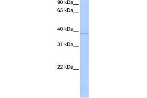 WB Suggested Anti-ANXA8L2 Antibody Titration:  0. (ANXA8L2 antibody  (N-Term))