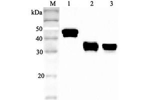 Western blot analysis using anti-Clusterin (human), pAb  at 1:2'000 dilution.