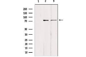 Western blot analysis of extracts from various samples, using KIFC1 Antibody. (KIFC1 antibody  (Internal Region))