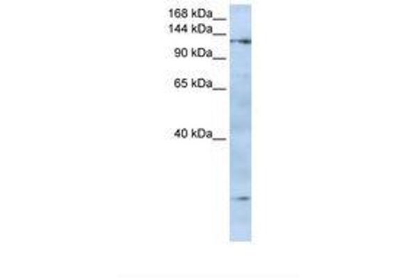 FMNL2 antibody  (N-Term)