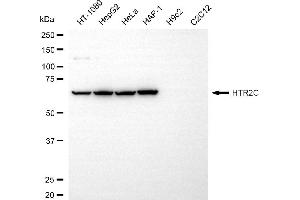 Western blotting analysis using HTR2C antibody (ABIN7797427).