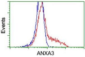 HEK293T cells transfected with either RC201540 overexpress plasmid (Red) or empty vector control plasmid (Blue) were immunostained by anti-ANXA3 antibody (ABIN2454001), and then analyzed by flow cytometry. (Annexin A3 antibody)