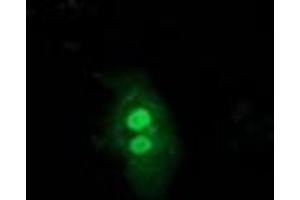 Image no. 3 for anti-Ubiquitin-Like 4A (UBL4A) antibody (ABIN1501648) (UBL4A antibody)