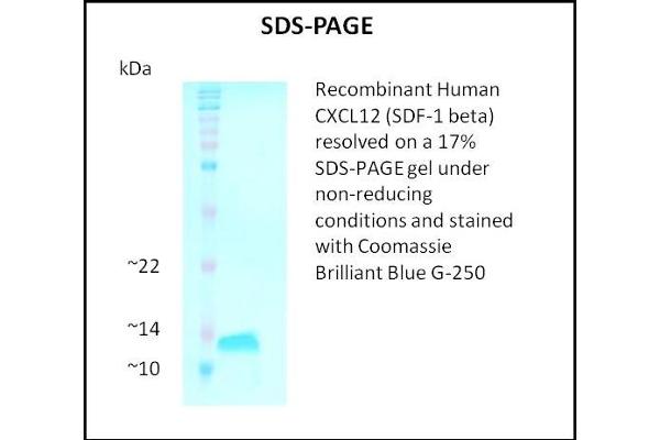 SDF1 beta Protein