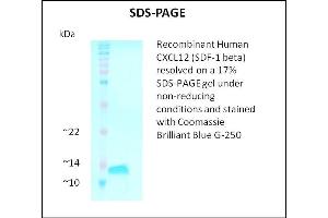 SDS-PAGE (SDS) image for Stromal Cell Derived Factor 1 beta (SDF1b) (Active) protein (ABIN5509469) (SDF1 beta Protein)