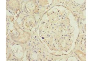Immunohistochemistry of paraffin-embedded human kidney tissue using ABIN7169860 at dilution of 1:100 (SMPX antibody  (AA 1-88))