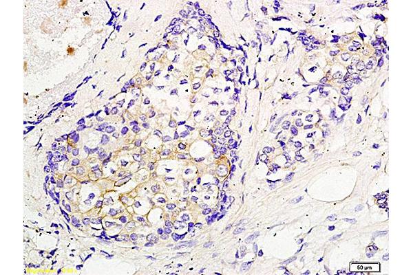 CEP55 antibody  (AA 151-250)