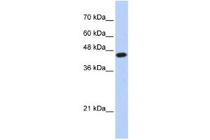Western Blotting (WB) image for anti-E2F Transcription Factor 1 (E2F1) antibody (ABIN2460125) (E2F1 antibody)