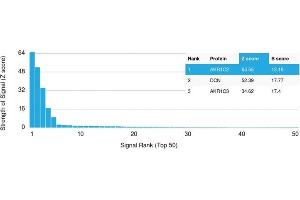 Analysis of Protein Array containing more than 19,000 full-length human proteins using Aldo-keto Reductase Family 1 Member C2 / DD2 Mouse Monoclonal Antibody (CPTC- AKR1C2-1). (AKR1C2 antibody)