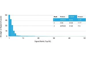 Analysis of Protein Array containing more than 19,000 full-length human proteins using Aldo-keto Reductase Family 1 Member C2 / DD2 Mouse Monoclonal Antibody (CPTC- AKR1C2-1).