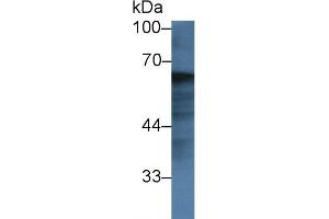 Detection of FGA in Bovine Lung lysate using Polyclonal Antibody to Fibrinogen Alpha Chain (FGA)