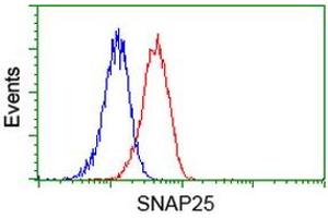 Image no. 5 for anti-Synaptosomal-Associated Protein, 25kDa (SNAP25) antibody (ABIN1501017)