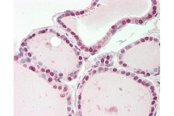 ENOSF1 antibody  (N-Term)