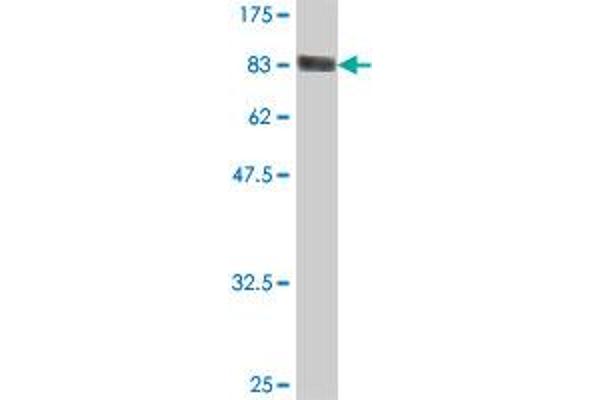 AXUD1 antibody  (AA 1-589)