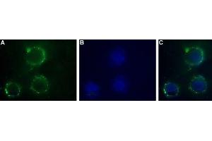 Immunocytochemistry (ICC) image for anti-Purinergic Receptor P2X, Ligand Gated Ion Channel 1 (P2RX1) (AA 270-283), (Extracellular) antibody (ABIN7043571)