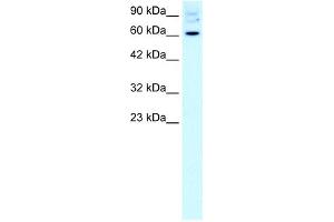 WB Suggested Anti-FOXJ2 Antibody Titration:  2. (Forkhead Box J2 antibody  (Middle Region))