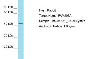 Host: Rabbit Target Name: FAM203A Sample Type: 721_B Whole Cell lysates Antibody Dilution: 1. (FAM203B antibody  (C-Term))