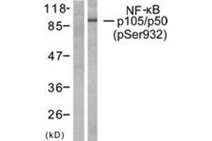 Western blot analysis of extracts from HeLa cells treated with CA+TNF 20ng/ml 10', using NF-kappaB p105/p50 (Phospho-Ser932) Antibody. (NFKB1 antibody  (pSer932))