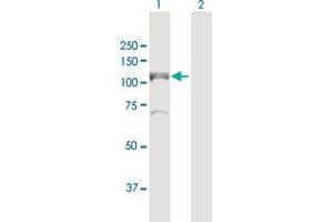 Western Blot analysis of MCM6 expression in transfected 293T cell line by MCM6 MaxPab polyclonal antibody.