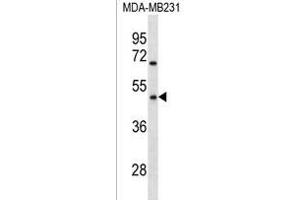 OR1Q1 Antibody (C-term) (ABIN1536936 and ABIN2838211) western blot analysis in MDA-M cell line lysates (35 μg/lane). (OR1Q1 antibody  (C-Term))