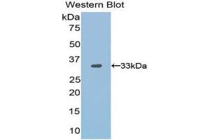 Western Blotting (WB) image for anti-OTU Domain, Ubiquitin Aldehyde Binding 1 (OTUB1) (AA 1-271) antibody (ABIN1171700)