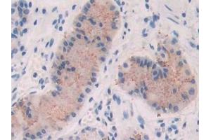 Immunohistochemistry (IHC) image for anti-Fibroblast Growth Factor 19 (FGF19) (AA 4-216) antibody (ABIN7440947)