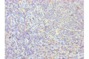 Immunohistochemistry of paraffin-embedded human tonsil tissue using ABIN7162798 at dilution of 1:100 (PPIB antibody  (AA 34-216))