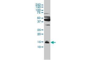 IFITM3 monoclonal antibody (M01), clone 4C8-1B10 Western Blot analysis of IFITM3 expression in Hela . (IFITM3 antibody  (AA 1-133))