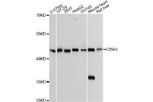 Western blot analysis of extracts of various cell lines, using CMAS Antibody (ABIN6291139) at 1:3000 dilution.