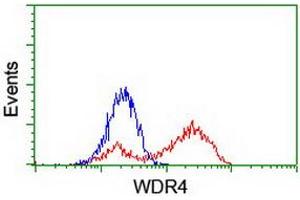 HEK293T cells transfected with either RC217569 overexpress plasmid (Red) or empty vector control plasmid (Blue) were immunostained by anti-WDR4 antibody (ABIN2455211), and then analyzed by flow cytometry. (WDR4 antibody)