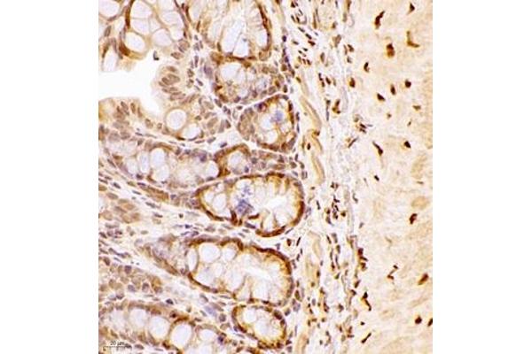 NAIF1 antibody