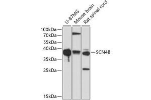 Western blot analysis of extracts of various cell lines, using SCN4B antibody (ABIN3023061, ABIN3023062, ABIN1513501 and ABIN6219370) at 1:1000 dilution. (SCN4B antibody)