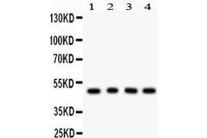 Anti- CTBP1 Picoband antibody, Western blotting All lanes: Anti CTBP1  at 0. (CTBP1 antibody  (C-Term))