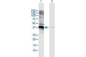 Western Blot analysis of JTV1 expression in transfected 293T cell line by JTV1 MaxPab polyclonal antibody. (AIMP2 antibody  (AA 1-320))