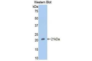 Western Blotting (WB) image for anti-Membrane Metallo-Endopeptidase (MME) (AA 382-538) antibody (ABIN1175016)