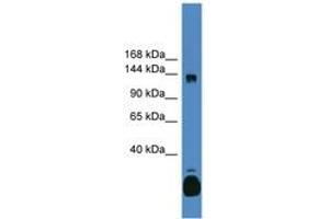 Image no. 1 for anti-Ligand Dependent Nuclear Receptor Corepressor (Lcor) (C-Term) antibody (ABIN6745265) (Lcor antibody  (C-Term))