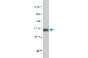 Western Blot detection against Immunogen (36. (BSCL2 antibody  (AA 259-357))