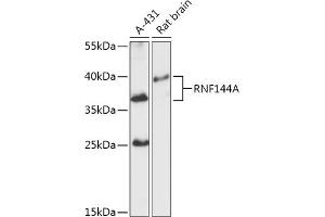 Western blot analysis of extracts of various cell lines, using RNF144A antibody (ABIN7270061) at 1:1000 dilution. (RNF144A antibody  (AA 52-179))
