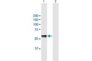 Western Blot analysis of GTPBP3 expression in transfected 293T cell line by GTPBP3 MaxPab polyclonal antibody. (GTPBP3 antibody  (AA 1-492))