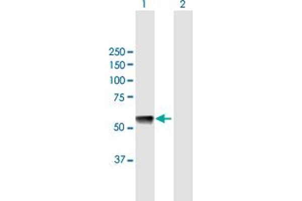GTPBP3 antibody  (AA 1-492)
