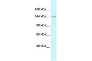 Image no. 1 for anti-DEAH (Asp-Glu-Ala-His) Box Polypeptide 38 (DHX38) (AA 465-514) antibody (ABIN6747809) (DHX38 antibody  (AA 465-514))