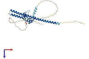 TRIM44 Protein (AA 1-346) (His tag)
