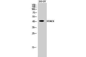 Western Blotting (WB) image for anti-Histone Deacetylase 8 (HDAC8) (Tyr753) antibody (ABIN3184991)